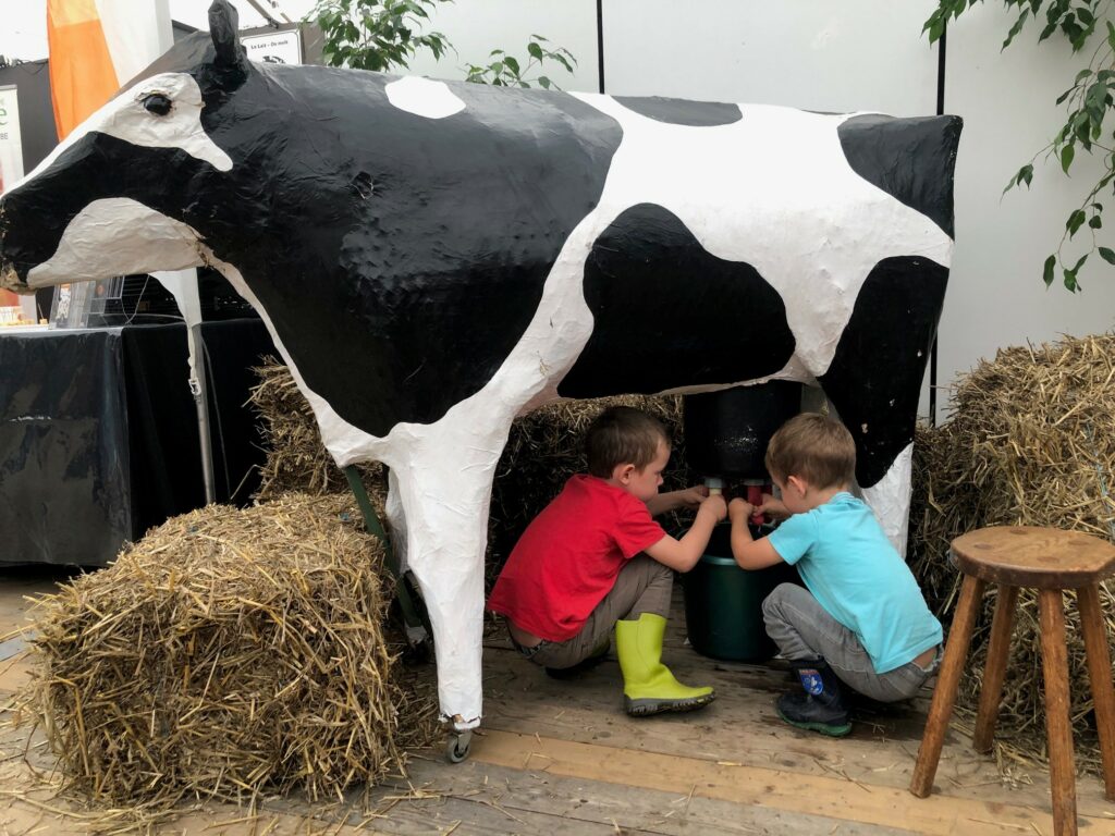 Vache à traire