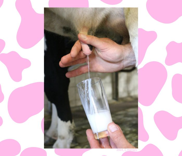 Lait pour fabriquer le fromage de Herve